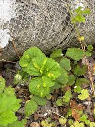 Attēlu rezultāti vaicājumam “Geum urbanum leaf”