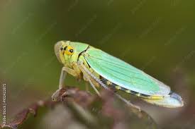 Attēlu rezultāti vaicājumam “Cicadellidae”