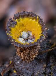 Attēlu rezultāti vaicājumam “Diderma hemisphaericum plasmodium”