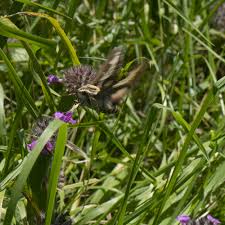 Attēlu rezultāti vaicājumam “Hyles gallii imago”