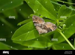 Attēlu rezultāti vaicājumam “Xanthorhoe quadrifasiata”