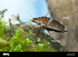 Attēlu rezultāti vaicājumam “Colymbetes striatus”