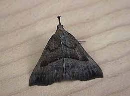 Attēlu rezultāti vaicājumam “Hypena proboscidalis”