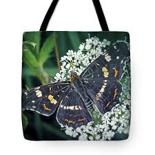 Attēlu rezultāti vaicājumam “Araschnia levana underside”