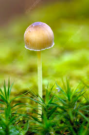 Attēlu rezultāti vaicājumam “Mycena epipterygia”