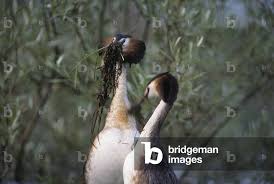 Attēlu rezultāti vaicājumam “Podiceps cristatus”