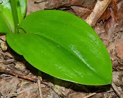 Attēlu rezultāti vaicājumam “Liparis loeselii leaf”