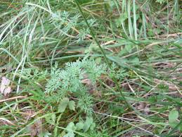 Attēlu rezultāti vaicājumam “Selinum carvifolia”
