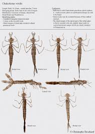 Attēlu rezultāti vaicājumam “Chalcolestes viridis”