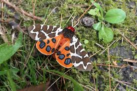 Attēlu rezultāti vaicājumam “Arctia caja imago”