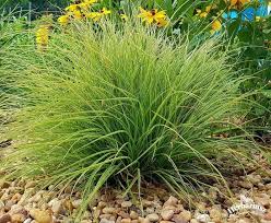 Attēlu rezultāti vaicājumam “Carex montana”