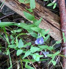 Attēlu rezultāti vaicājumam “Scutellaria galericulata leaf”