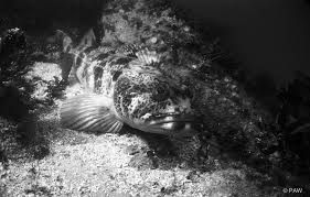 Image result for Ophiodon elongatus