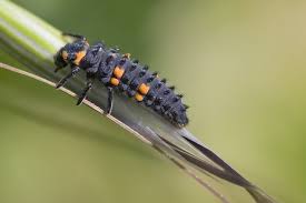 Attēlu rezultāti vaicājumam “Coccinella septempunctata larva”