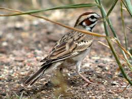 Image result for Chondestes grammacus