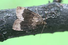 Attēlu rezultāti vaicājumam “Amphipyra perflua”