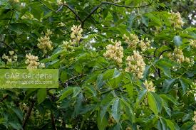 Attēlu rezultāti vaicājumam “Aesculus flava flower”