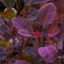 Attēlu rezultāti vaicājumam “Cotinus coggygria leaf”