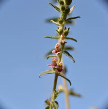 Attēlu rezultāti vaicājumam “Odontites vulgaris fruit”