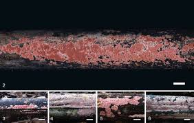Attēlu rezultāti vaicājumam “Gloeoporus taxicola”