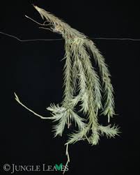 Attēlu rezultāti vaicājumam “Trichia longipalpis sessile”