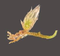 Attēlu rezultāti vaicājumam “Kurzia pauciflora”