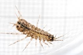 Attēlu rezultāti vaicājumam “Asellus aquaticus”