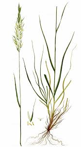 Attēlu rezultāti vaicājumam “Bromopsis benekenii”