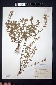 Attēlu rezultāti vaicājumam “Acinos arvensis”