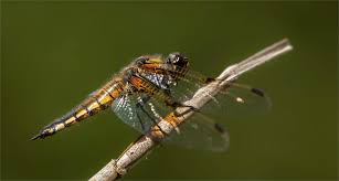 Attēlu rezultāti vaicājumam “Libellula quadrimaculata larva”
