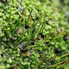 Attēlu rezultāti vaicājumam “Chaenotheca phaeocephala”