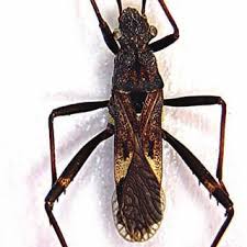 Attēlu rezultāti vaicājumam “Alydus calcaratus”