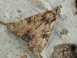 Attēlu rezultāti vaicājumam “Apamea epomidion”