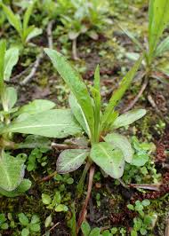 Image result for Succisella inflexa