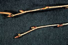 Attēlu rezultāti vaicājumam “Betula pendula”