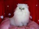 Persian Cat Breed   Cat Pictures Information