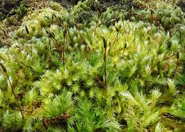 Attēlu rezultāti vaicājumam “Homalothecium sericeum”