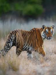 Kuvahaun tulos haulle tigers