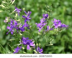 Attēlu rezultāti vaicājumam “Consolida regalis”