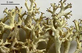 Attēlu rezultāti vaicājumam “Cladonia mitis”