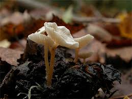 Attēlu rezultāti vaicājumam “Collybia cirrhata”