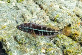 Image result for Serranus atricauda
