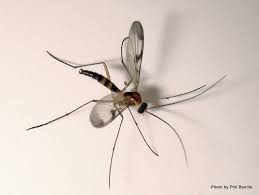 Attēlu rezultāti vaicājumam “Nematocera”