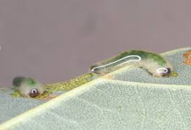 Attēlu rezultāti vaicājumam “Caliroa annulipes”