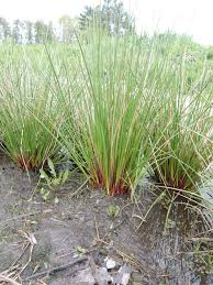 Attēlu rezultāti vaicājumam “Juncus effusus”