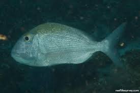 Image result for Calamus bajonado