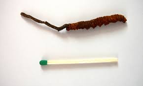 Attēlu rezultāti vaicājumam “Cordyceps”