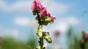 Attēlu rezultāti vaicājumam “Lathyrus tuberosus bud”