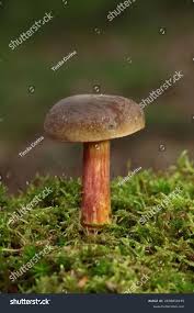 Attēlu rezultāti vaicājumam “Xerocomus pruinatus”