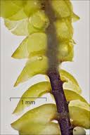 Attēlu rezultāti vaicājumam “Scapania undulata”